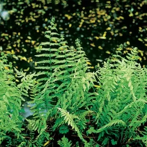 Moerasvaren (Thelypteris palustris) D 9 H 20 cm