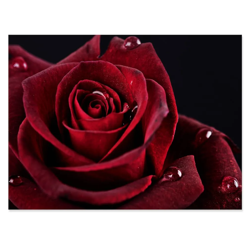Designart Red Rose With Raindrops On Black - Flowers Canvas Wall Artwork - 32X16