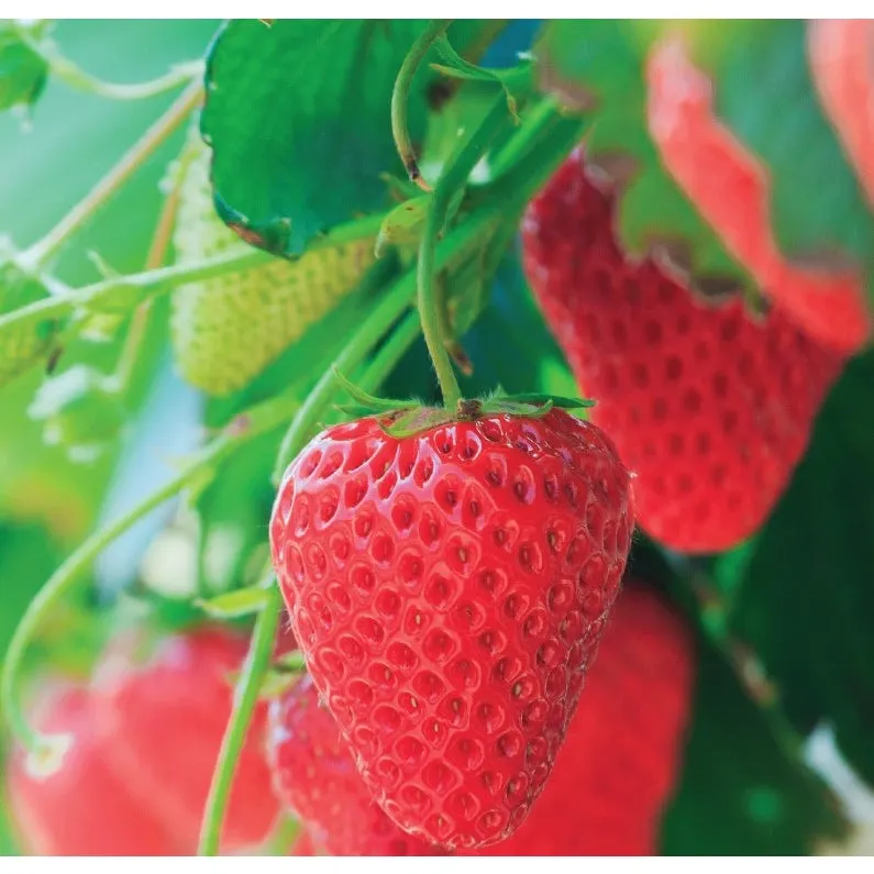 Strawberry Monterey Premium 1L