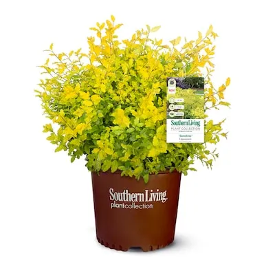 1 -Quart Flowering Shrub with White Blooms 1.0 -Pack