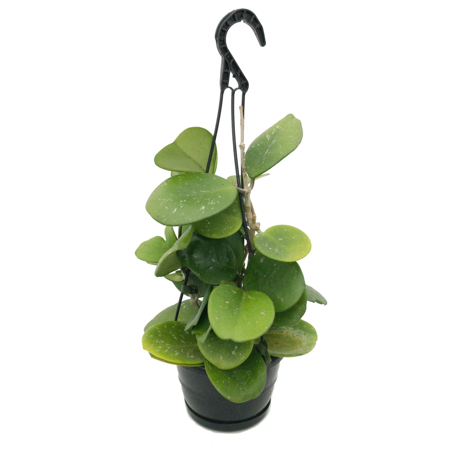 Hoya obovata - Basket
