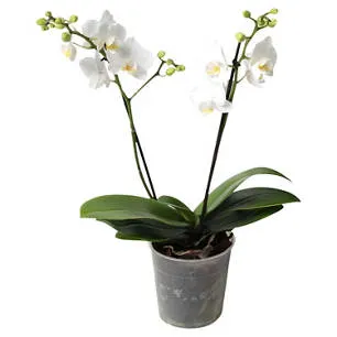 Zimmerpflanzen-Mix, Orchideen