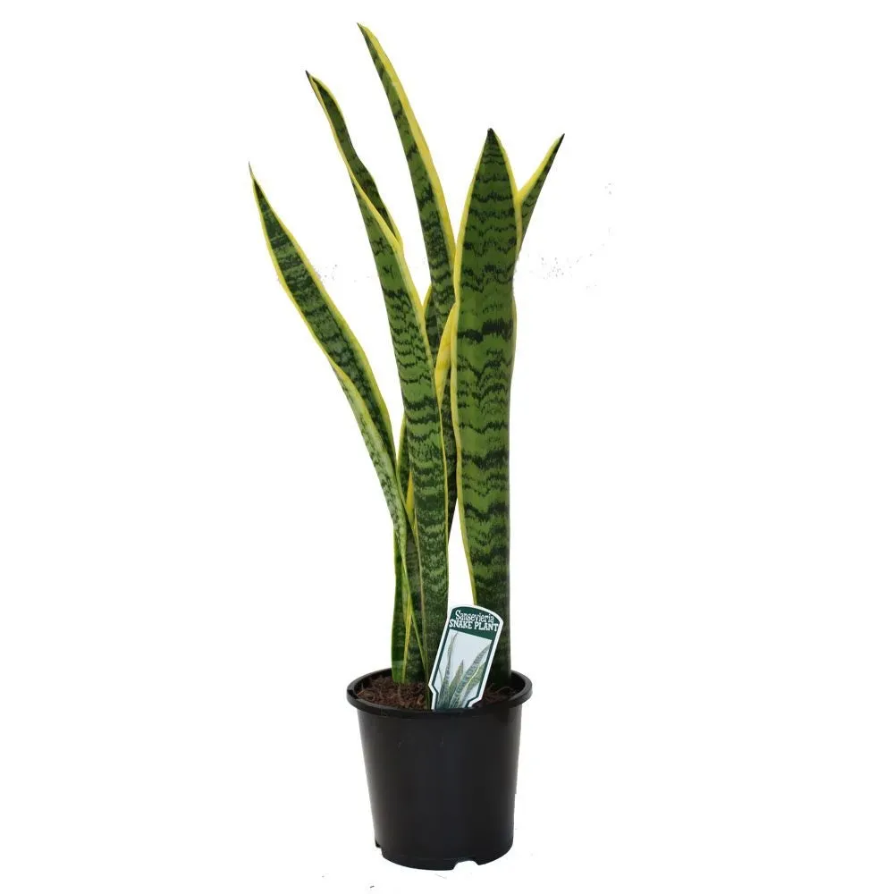 Sansevieria trifasciata 'Variegata' (Snake Plant) - 14cm
