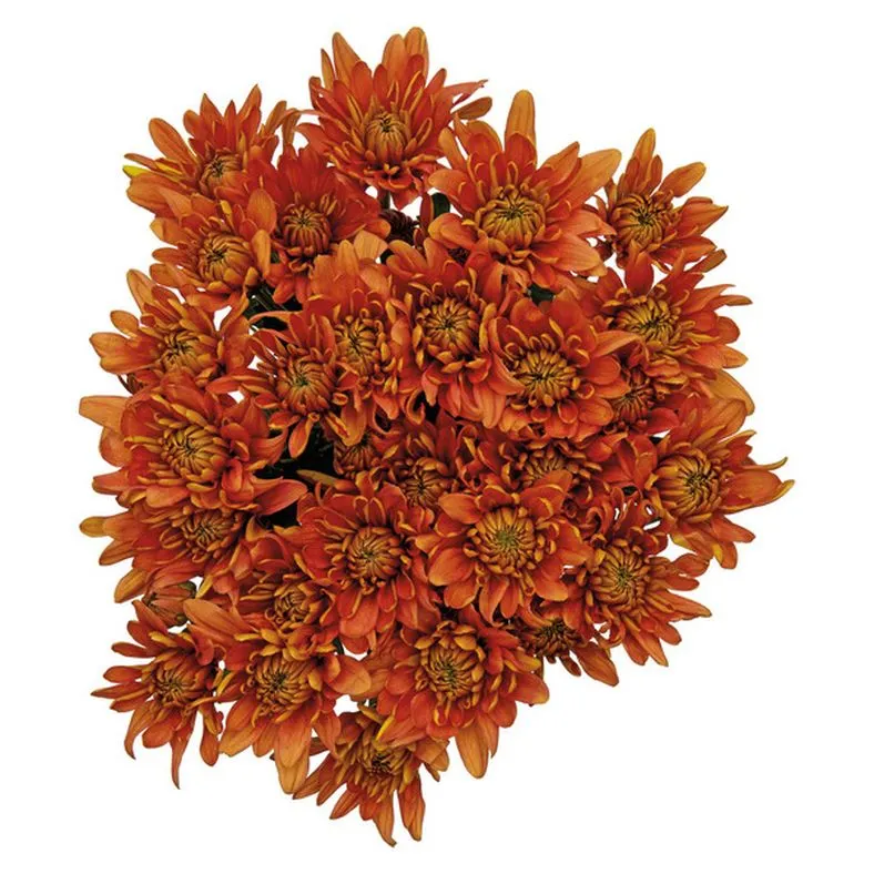 7 Stem Pompom Bouquet, Fall Colors