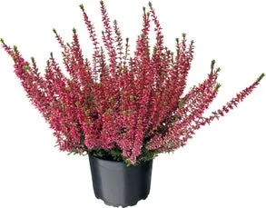 Struikheide (Calluna vulgaris 'Beauty Ladies') D 9,5 H 10 cm