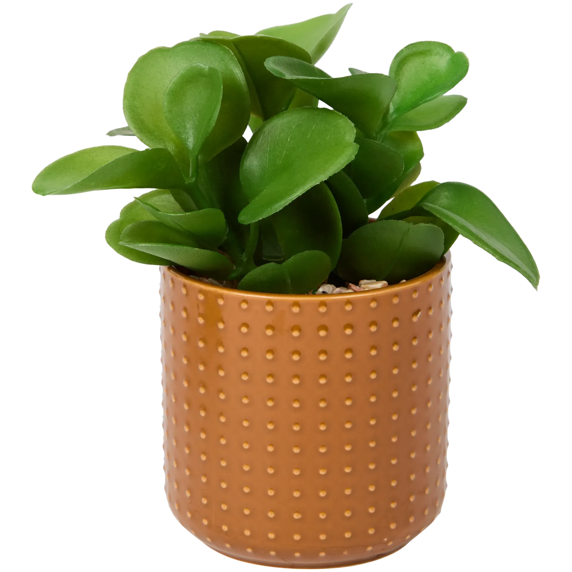 Pianta grassa in vaso Excellent Flowers