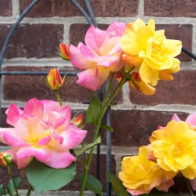 White Rose Grace N' Grit White 1.73 -Gallon 1 -Pack in Pot