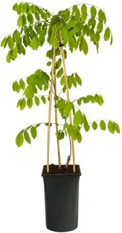 Blauwe regen (Wisteria sinensis 'Prolific') D 23 H 210 cm