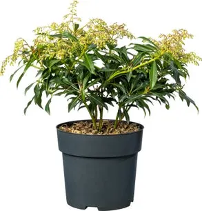 Rotsheide (Pieris 'Forest Flame') D 17 H 35 cm