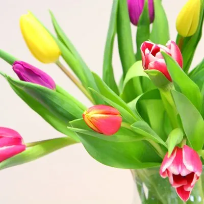 Brievenbusbloemen | Boeket Tulpen