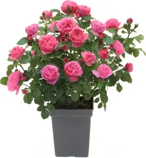 Struikroos (Rosa 'Leonardo da Vinci') D 19 H 10 cm