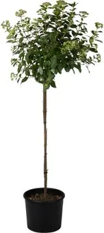 Sneeuwbal (Viburnum tinus ) D 32 H 140 cm
