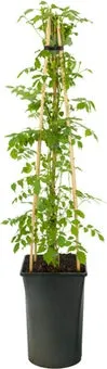 Trompetbloem (Campsis radicans) D 16 H 75 cm