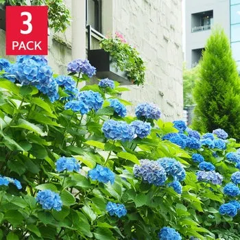Longfield Gardens Blue Hydrangea’s, 3-pack