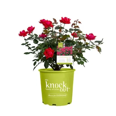 Multicolor Rose Eau De Parfum Bubbly 1.73 -Gallon 1 -Pack in Pot