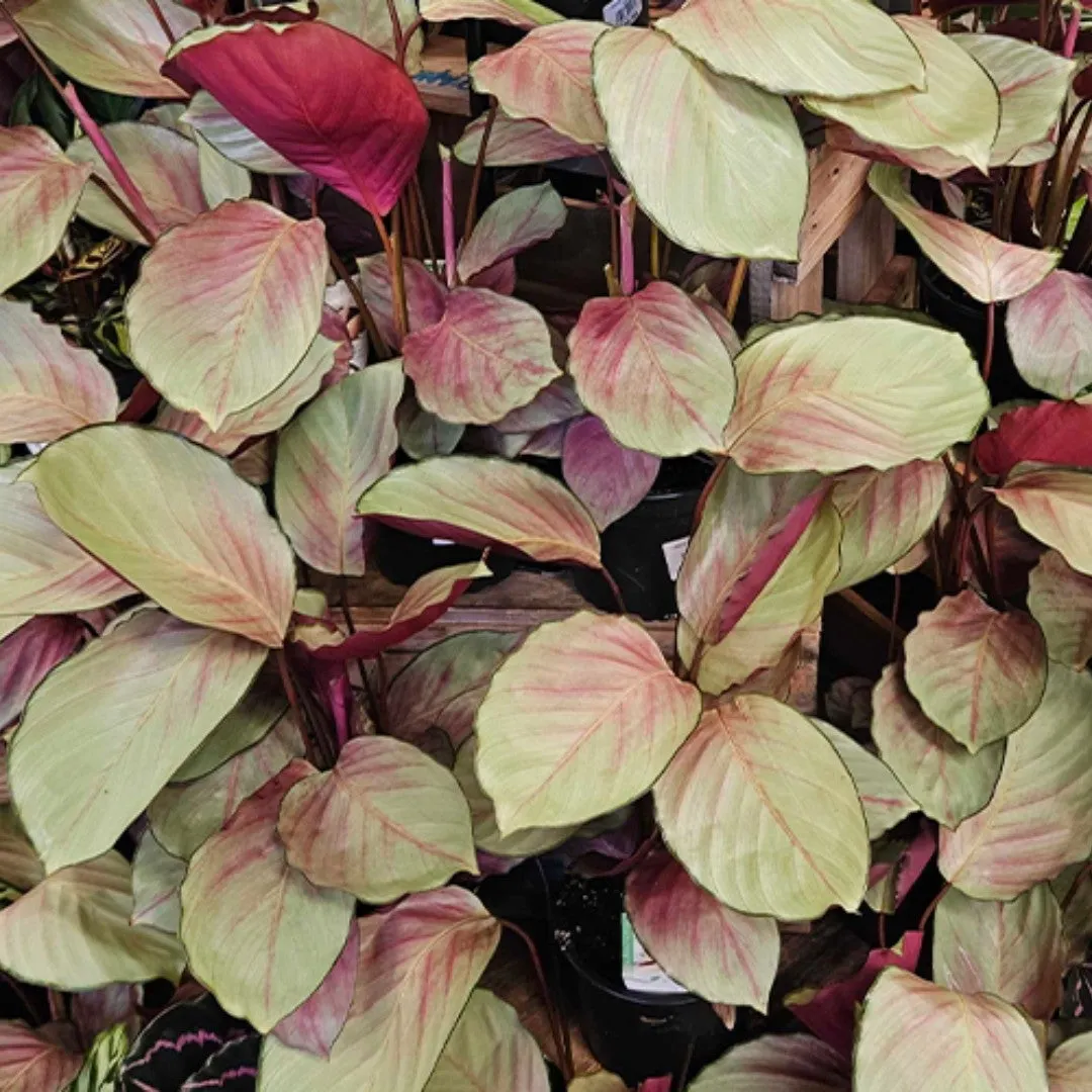 Calathea Silverplate 14cm