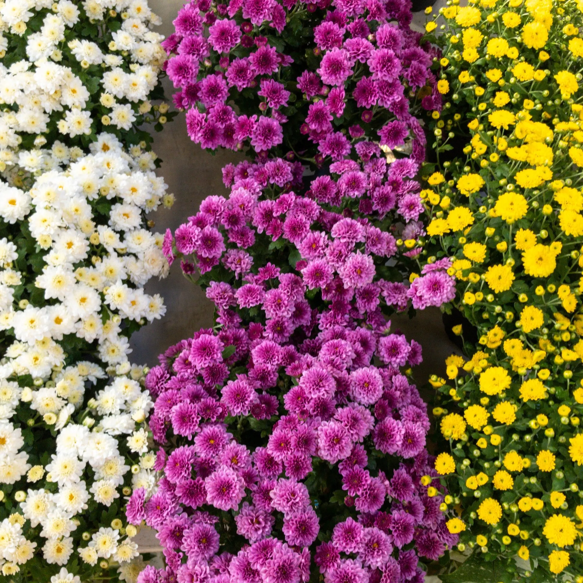 Chrysanthemum Skyfall - Assorted Colours 13cm