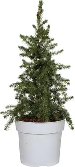 Biologische dwergspar (Picea glauca 'little Nordic') D 19 H 50 cm