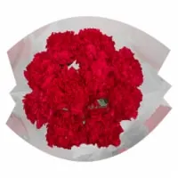 Bloom Haus Carnation Regular F4L