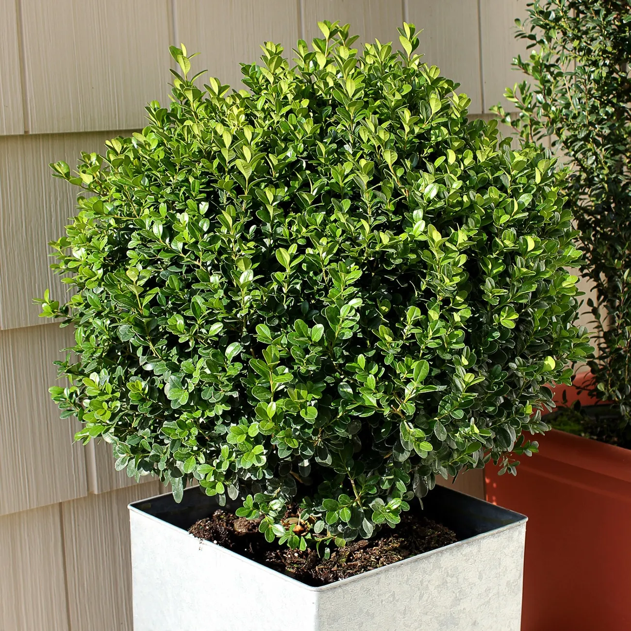 1 -Gallon Foundation/Hedge Shrub 1.0 -Pack
