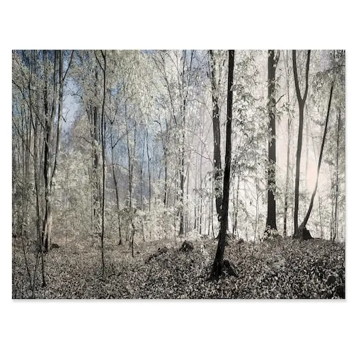 Dark Morning in Forest Panorama - Landscape Canvas Art Print - 40x30