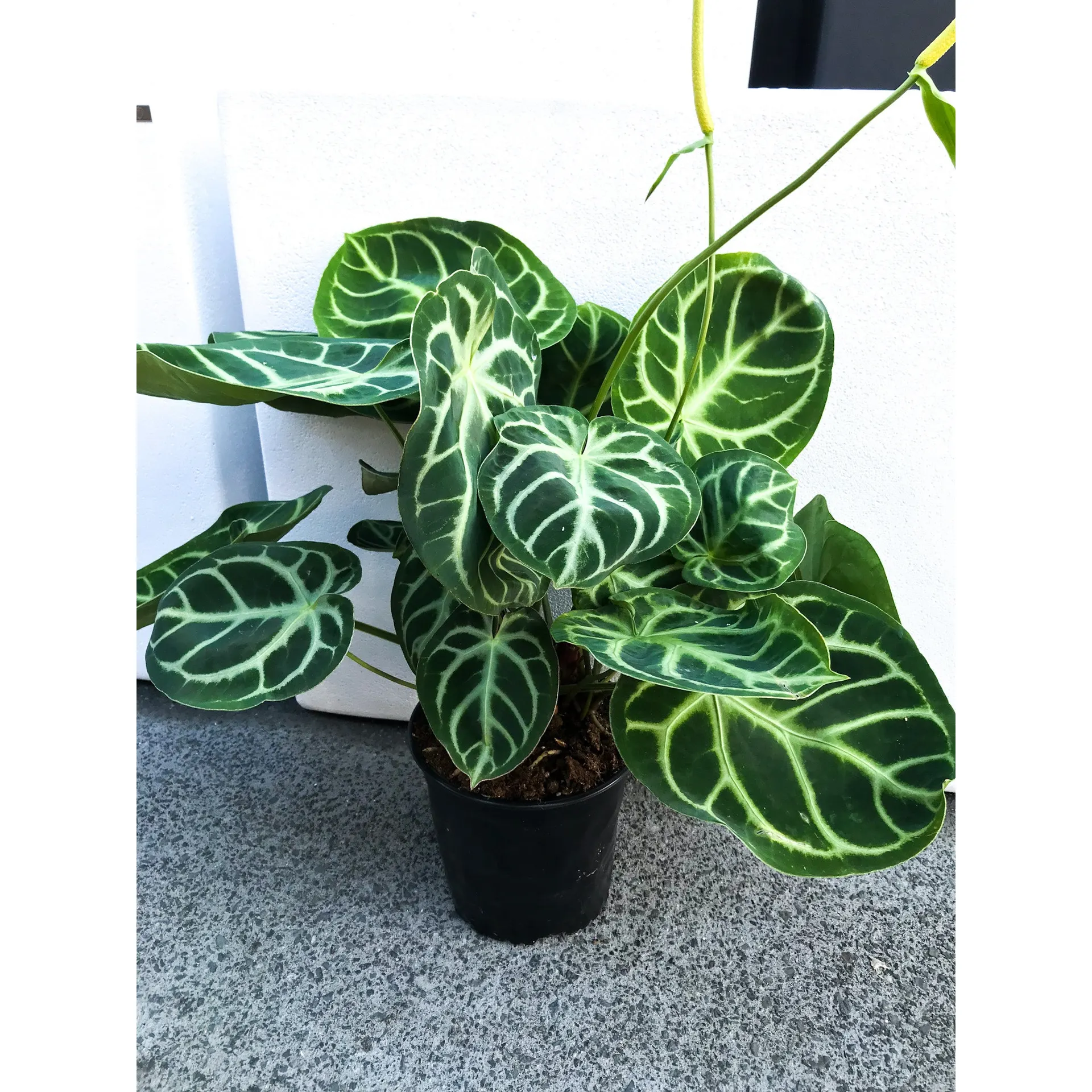 Anthurium Crystallinum 17cm