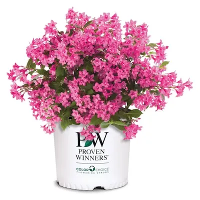 Sonic Bloom Pink Weigela Flowering Shrub in 2 -Gallon Pot 1 -Pack