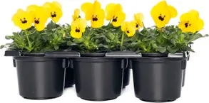 Hoornviool (Viola cornuta) sixpack geel met oog D 9 H 10 cm