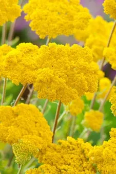Duizendblad (Achillea millefolium 'Cloth Of Gold') D 11 H 80 cm