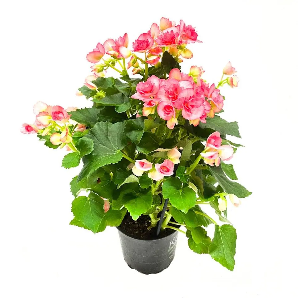Begonia Elatior