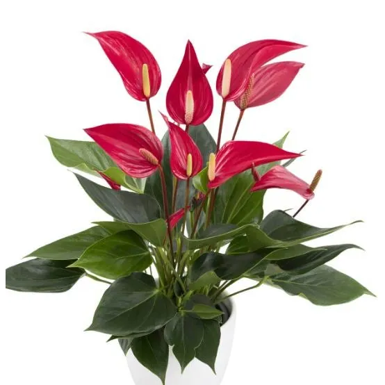 Anthurium Banderola Roja 12cm