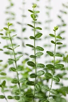 Kardinaalsmuts (Euonymus fortunei 'Minimus') D 17 H 30 cm