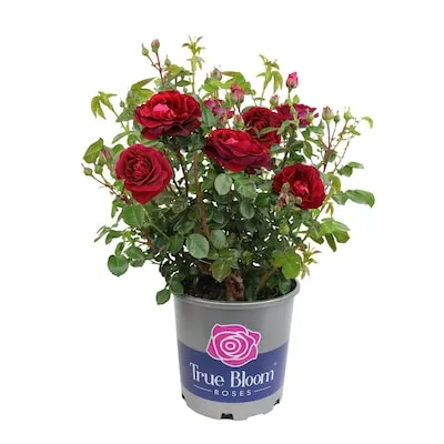 Yellow Flowering Skys the Limit Climbing Rose 3 -Gallon 1 -Pack in Pot