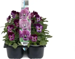 Viooltje (Viola F1) sixpack roze D 9 H 10 cm