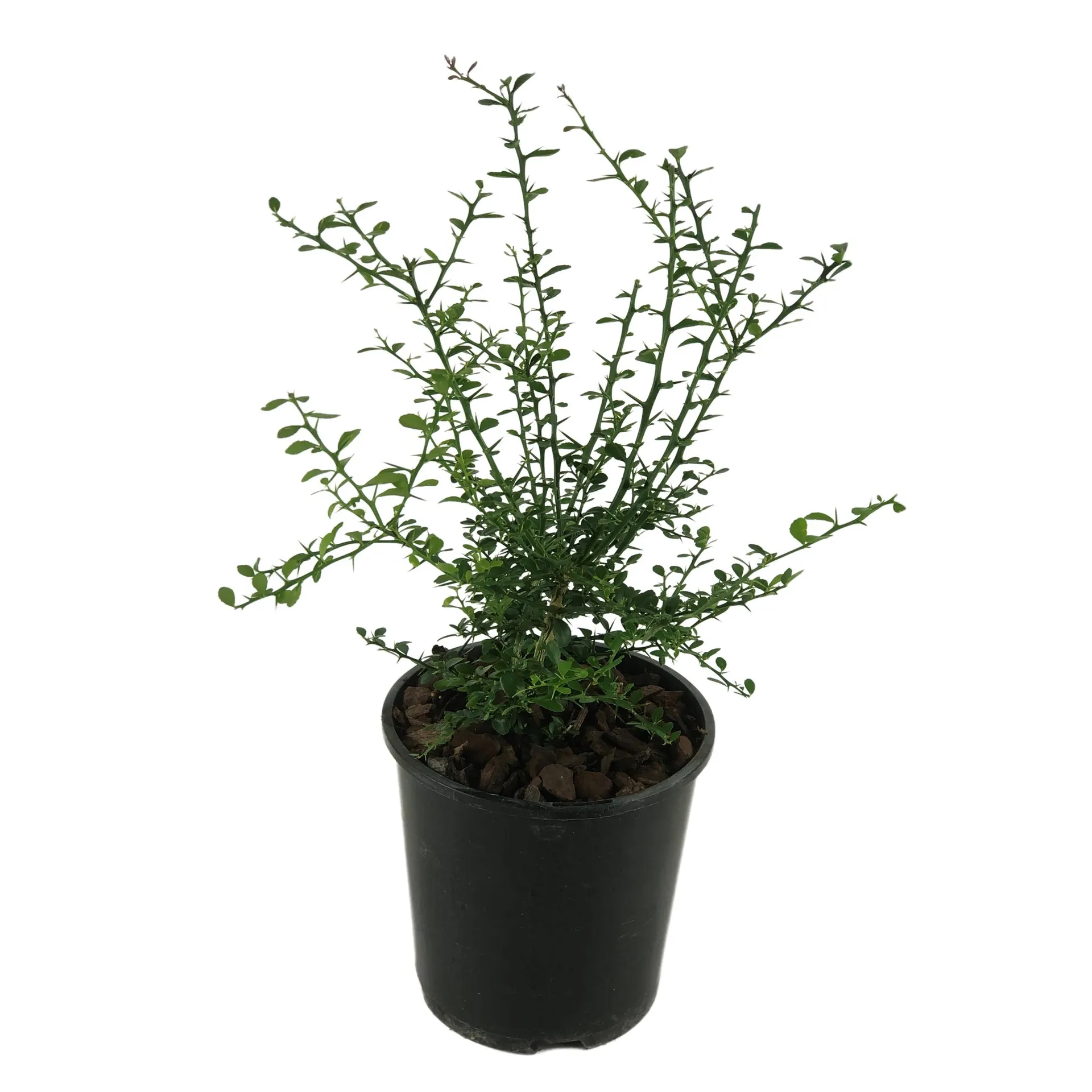 Citrus Finger Lime Green -2L