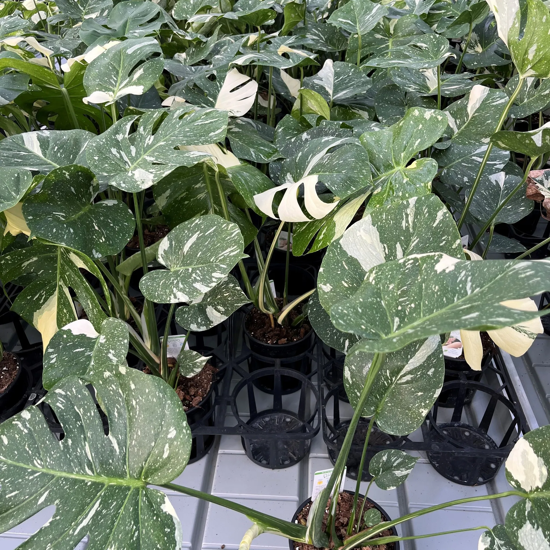 Monstera 'Thai Constellation' Variegated 17cm