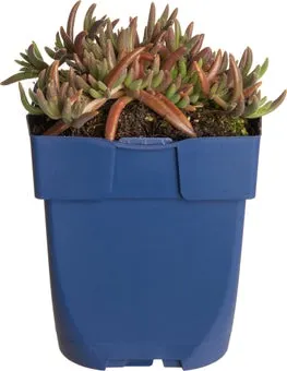 IJsbloem (Delosperma aberdeense 'Hot Pink') D 11 H 10 cm