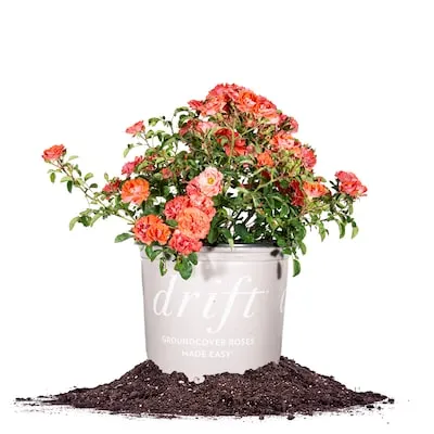 Perfect Plants Coral Coral Drift Rose 1 -Gallon Pot