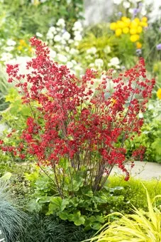 Purperklokje (Heuchera sanguinea Splendens) D 9 H 10 cm