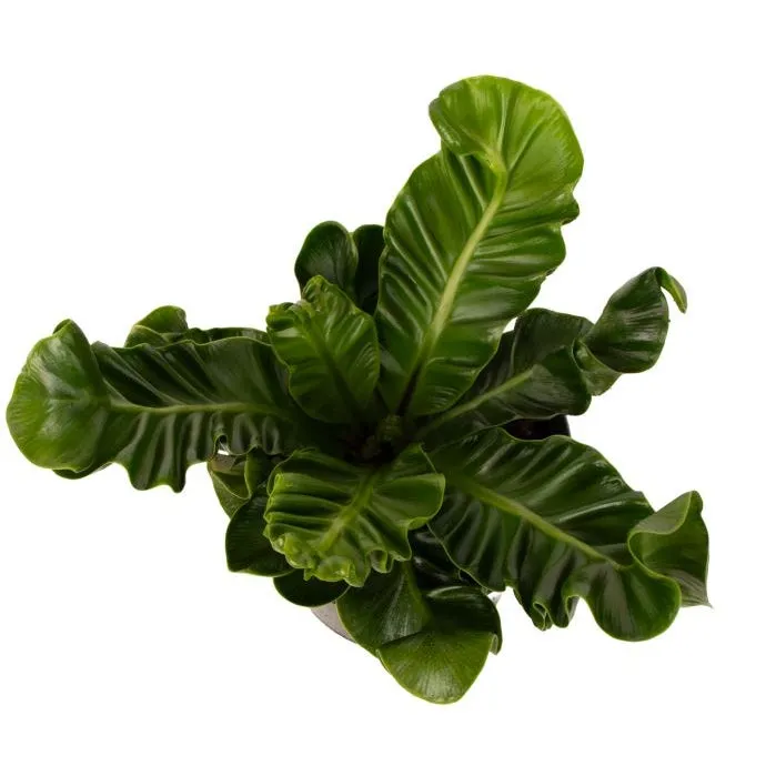 Asplenium Nidus Cobra - (Birds Nest Fern) - 14cm