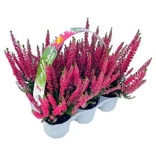 Calluna Beauty Ladies® 6er-Tray, Rot