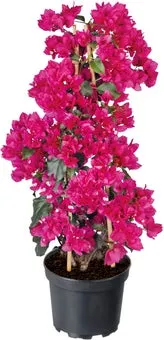 Bougainville (Bougainvillea sandriana) D 26 H 50 cm