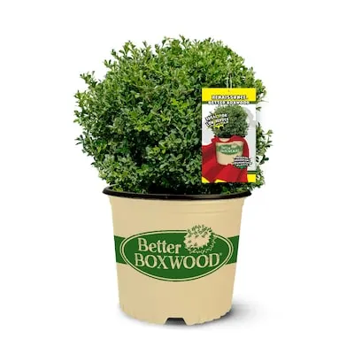 Schip Cherry Laurel Foundation/Hedge Shrub in 2.25 -Gallon Pot 1 -Pack