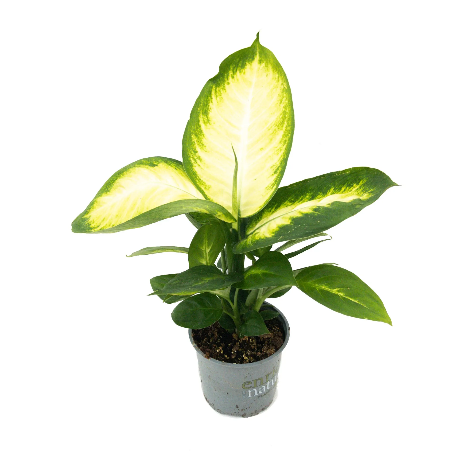 Dieffenbachia (Dumb Cane) - 12cm