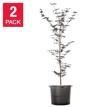 Bloodgood Japanese Maple 4-5 ft., 2-pack