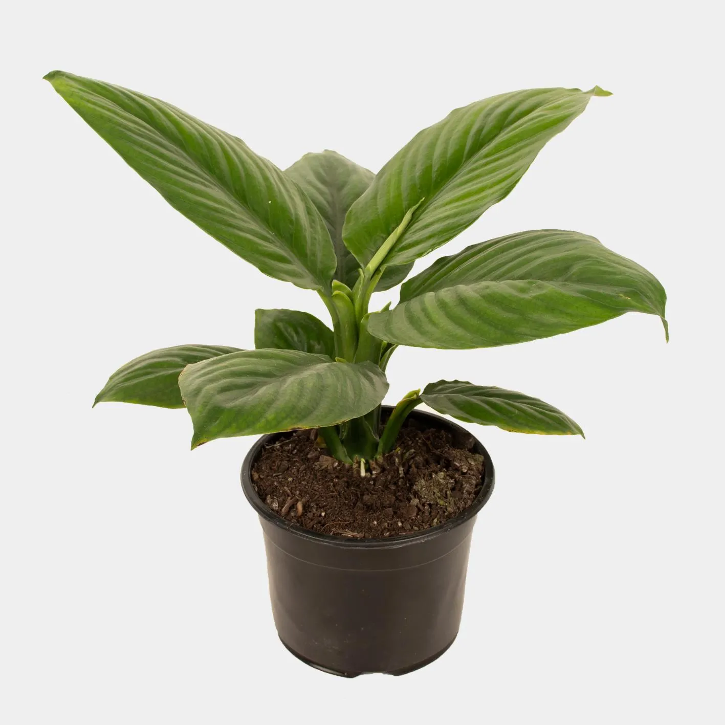 Spathiphyllum Sensation Dwarf (Peace Lily) - 14cm