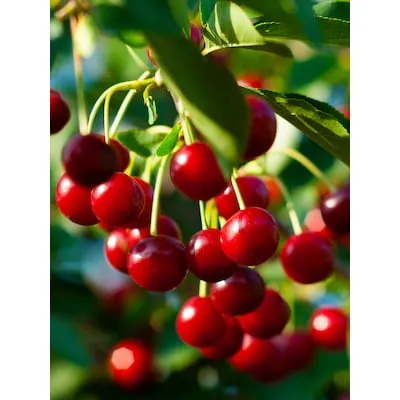 7 -Gallon Flowering Weeping Snow Fountain Cherry In pot (with soil)