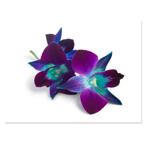 Deep Purple Orchid Flowers On White - Flowers Canvas Wall Artwork - 40X30