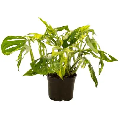 Monstera Monkey Mask Mint- 14cm