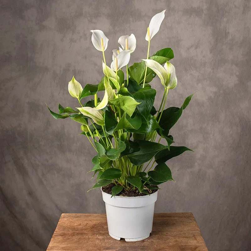 Anthurium Banderola Cava 12cm